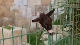 ראש החמור, צילום: חדשות הבירה